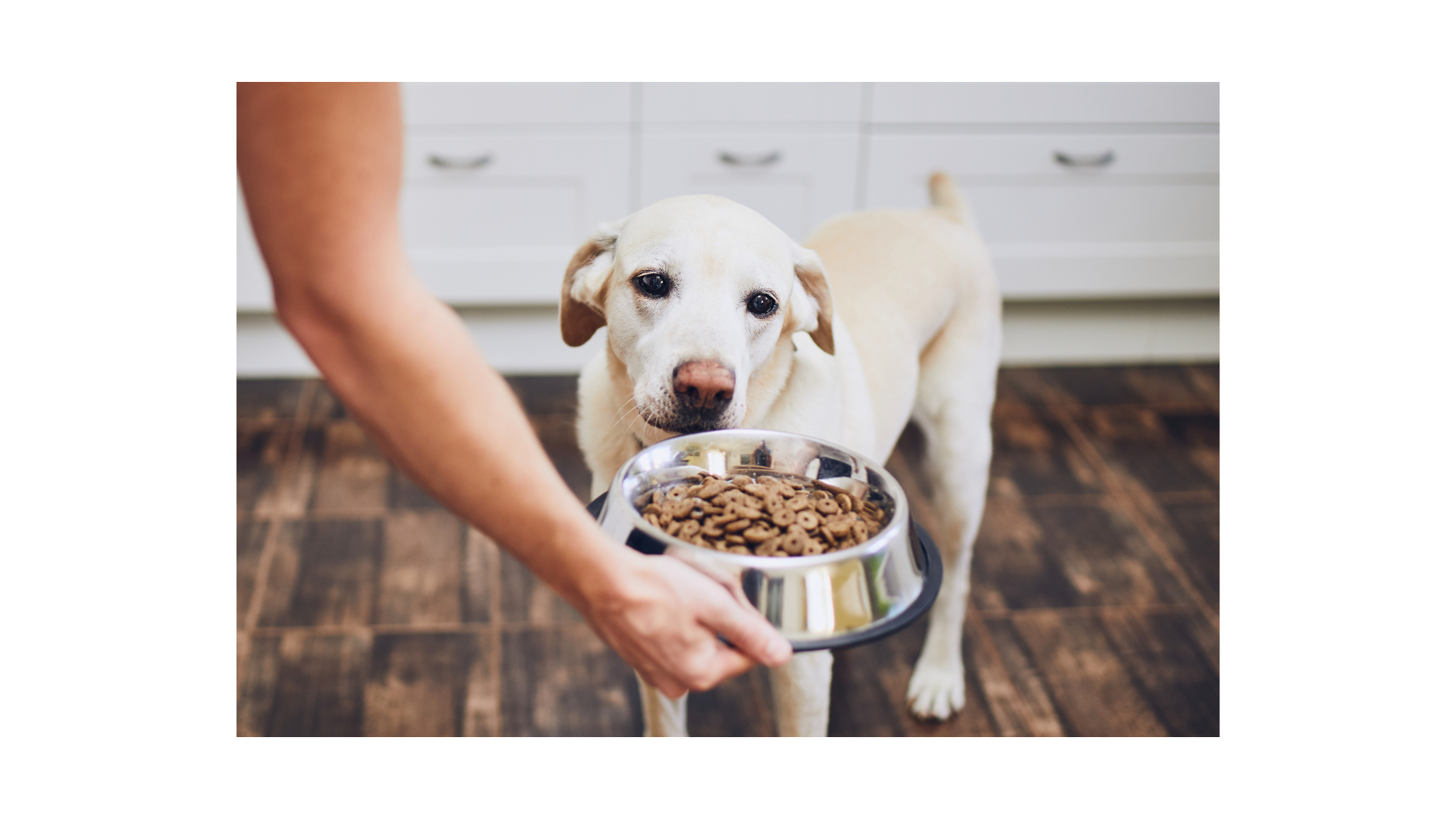 Dog Food Storage Containers